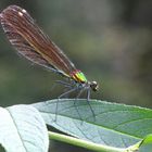 Die Weibchen der Blauflügel-Prachtlibelle schillern grün