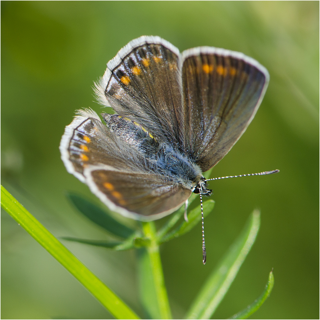 Die Weibchen des Gemeinen Bläulings (Polyommatus icarus), . . . 