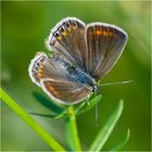 Die Weibchen des Gemeinen Bläulings (Polyommatus icarus), . . . 