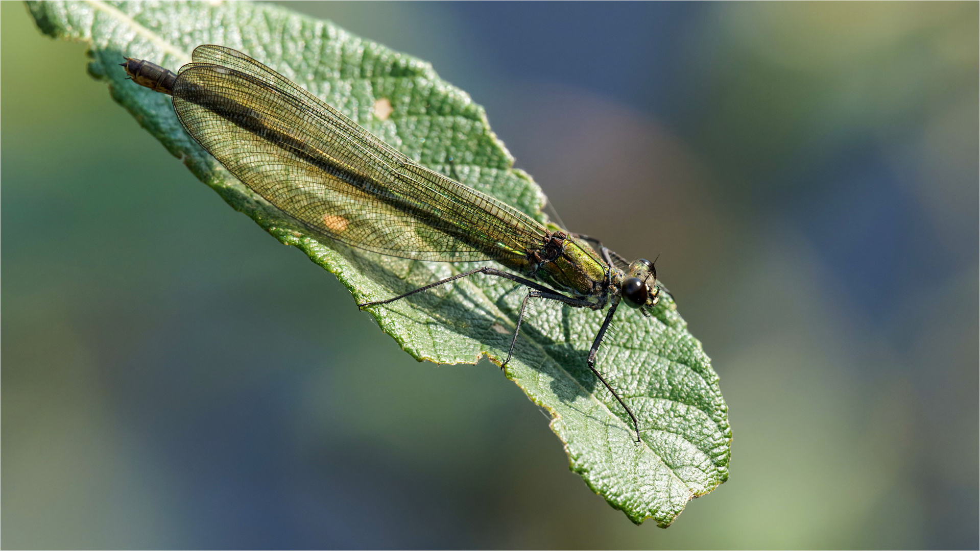 die weibl. gebänderte Prachtlibelle - Calopteryx splendens -  .....