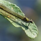 die weibl. gebänderte Prachtlibelle - Calopteryx splendens -  .....