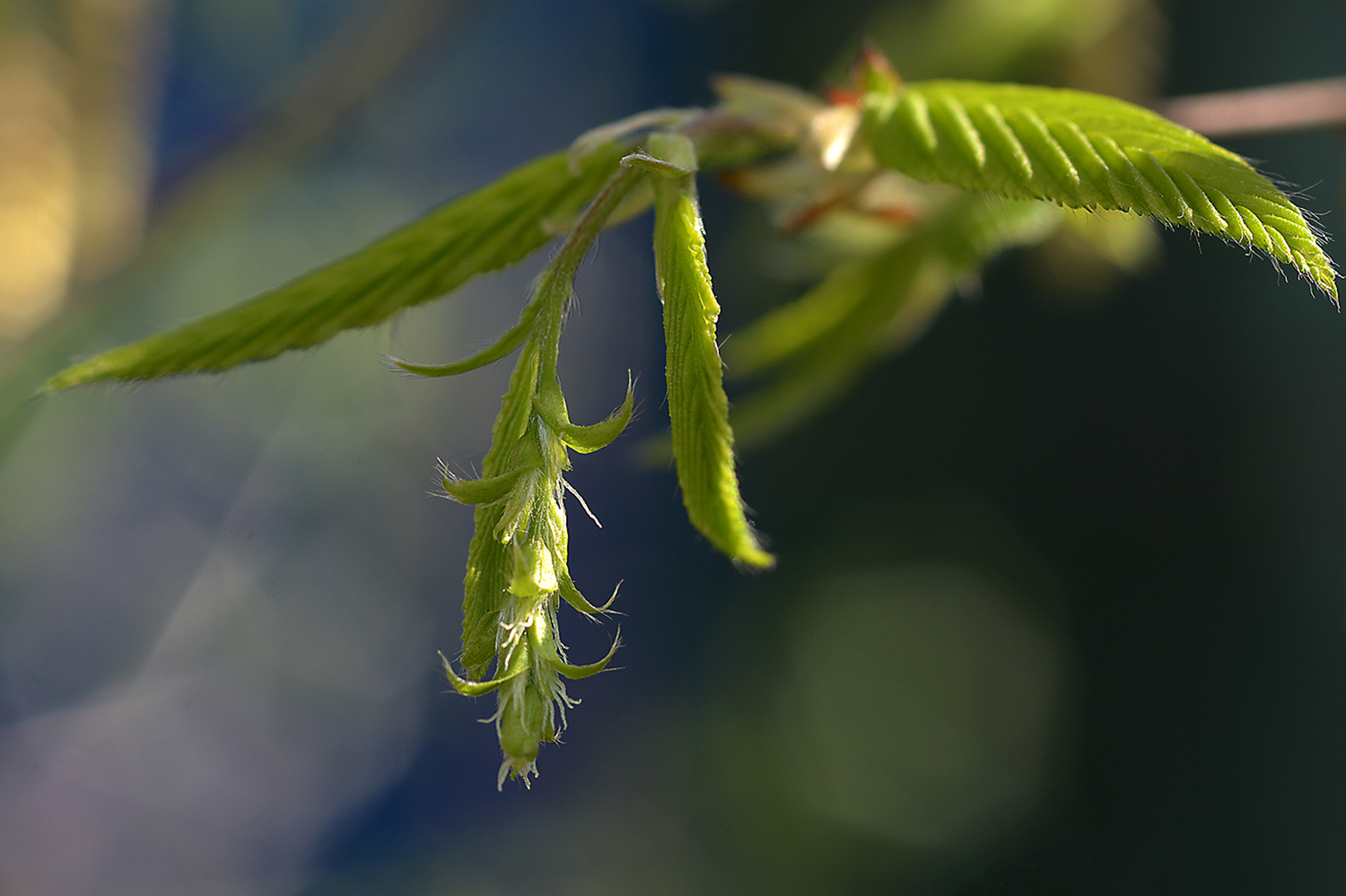 die weibliche Blüte