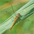 Die weibliche Blutrote Heidelibelle (Sympetrum sanguineum) . . .