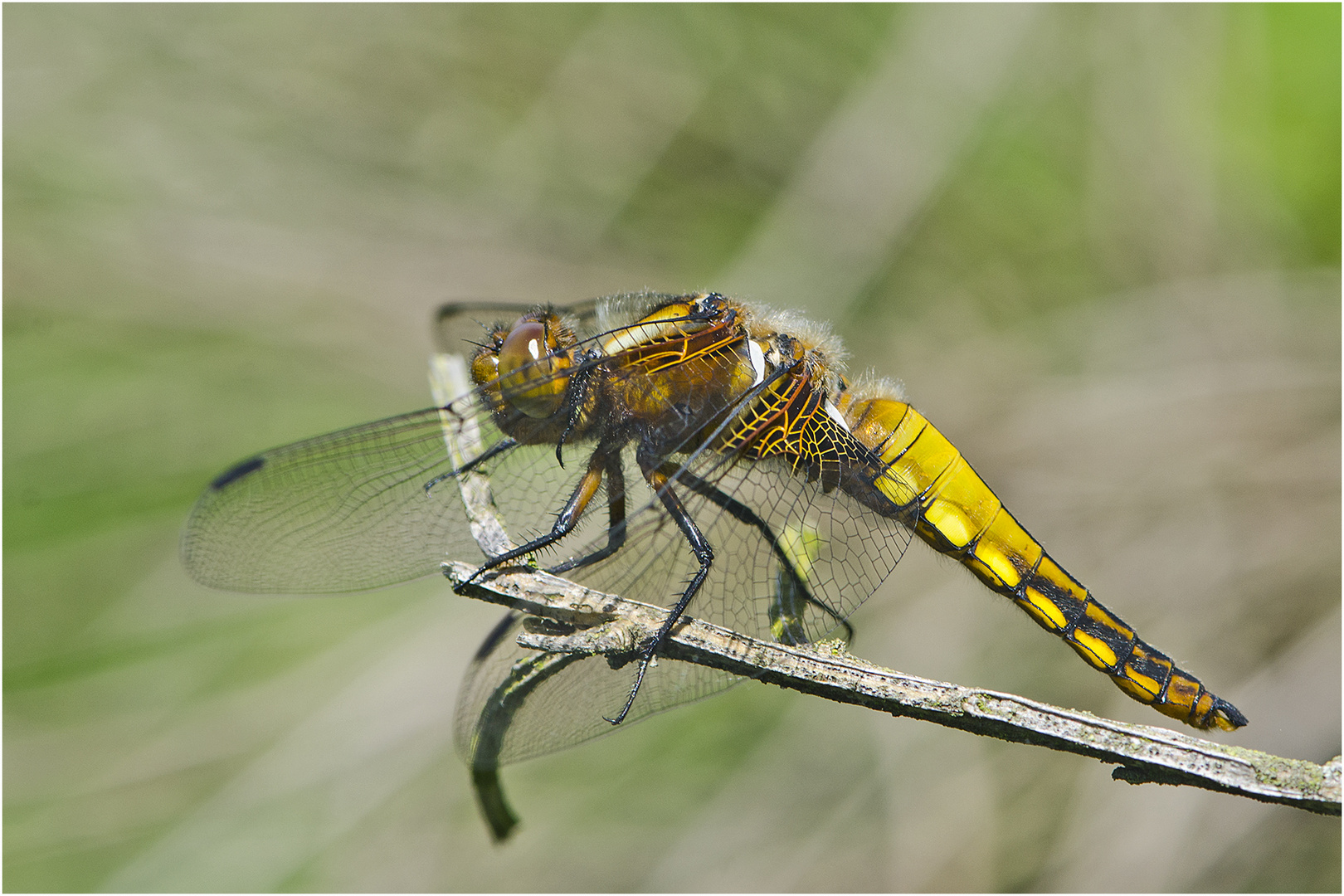 Die weibliche Plattbauchlibelle (Libellula depressa) entdeckte ich . . .