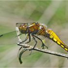 Die weibliche Plattbauchlibelle (Libellula depressa) entdeckte ich . . .