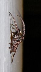 Die weibliche Spaltenkreuzspinne (Araneus umbricatus) --- BILD 2 ---