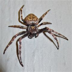 Die weibliche Spaltenkreuzspinne (Araneus umbricatus = Nuctenea umbratica) --- BILD 3 ---