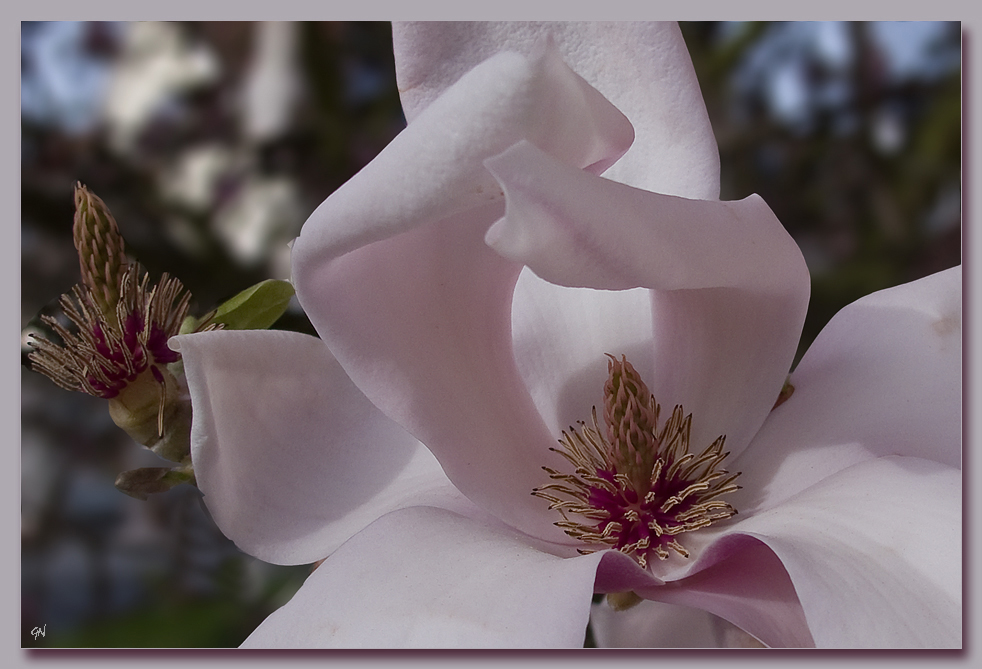 Die weichen Linien der Magnolie