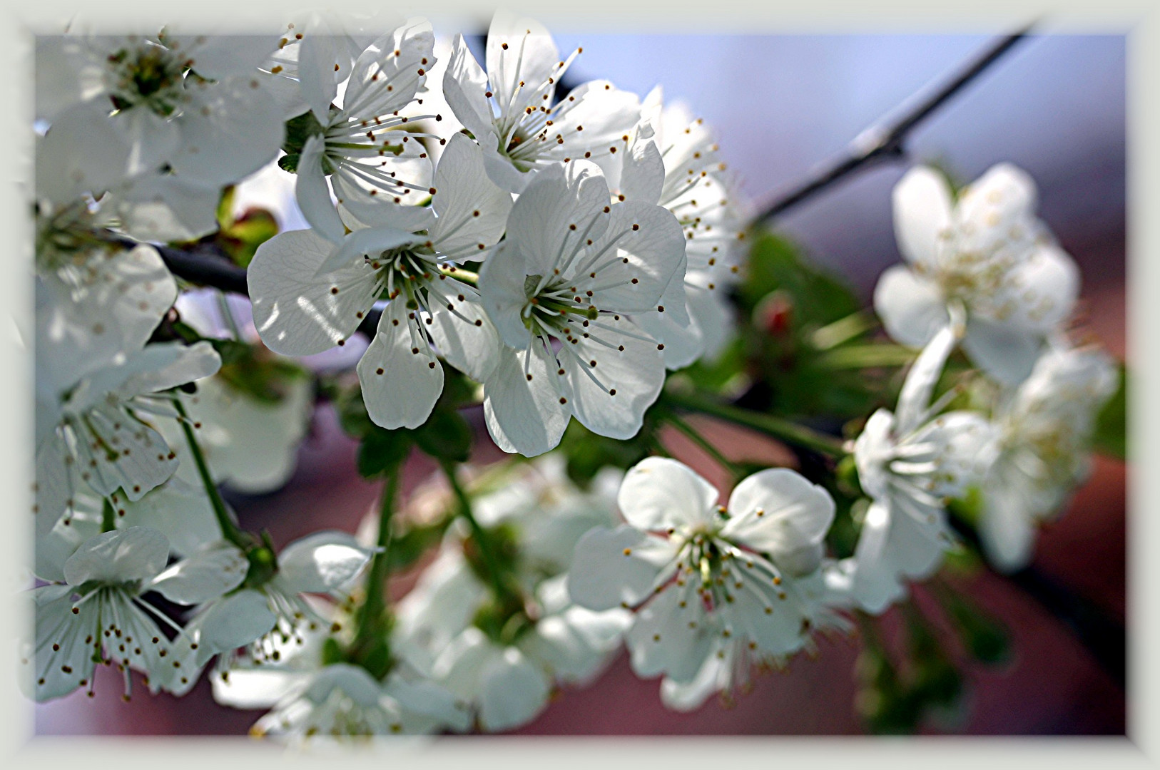 Die Weichsel Foto & Bild pflanzen, pilze & flechten, bäume, blatt