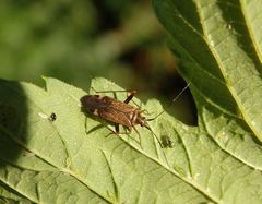 Die Weichwanze Closterotomus fulvomaculatus