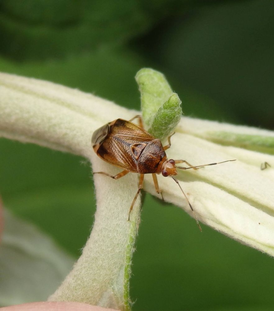 Die Weichwanze Deraeocoris flavilinea