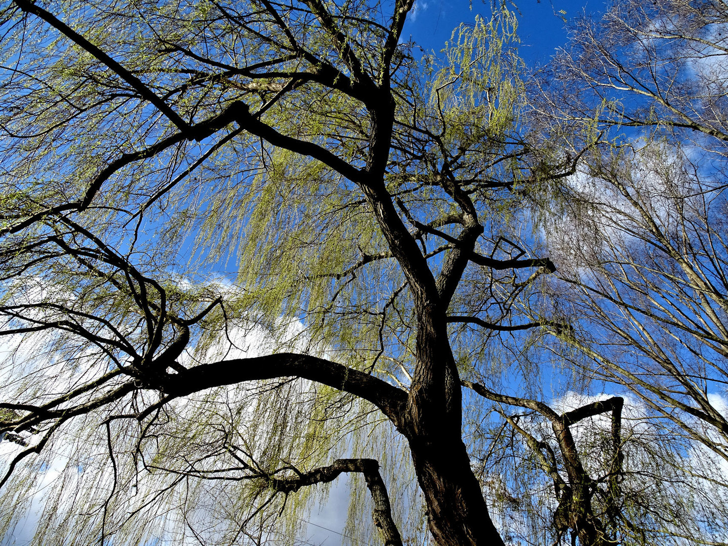Die Weide Foto & Bild pflanzen, pilze & flechten, bäume, einzelbäume