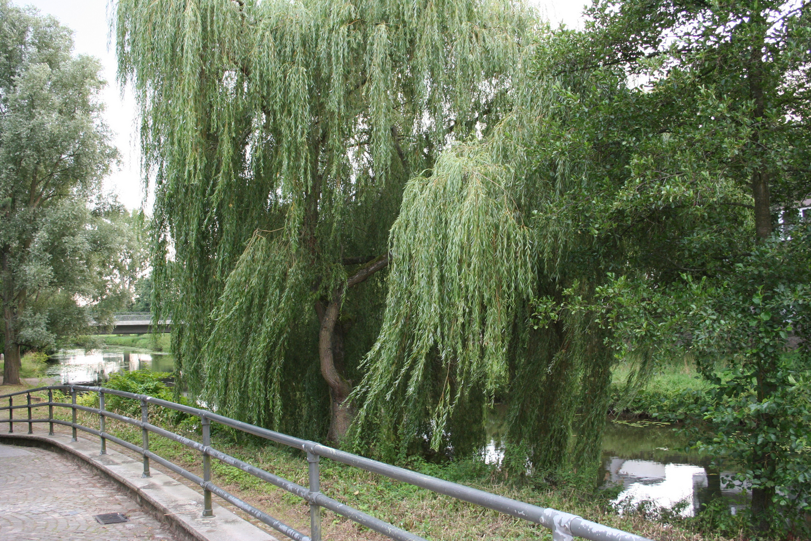 Die weide an der Else (Bünde)