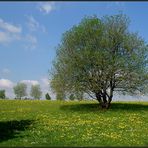 Die Weide im Frühling...