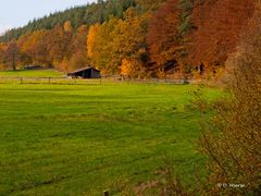 Die Weide im Herbst