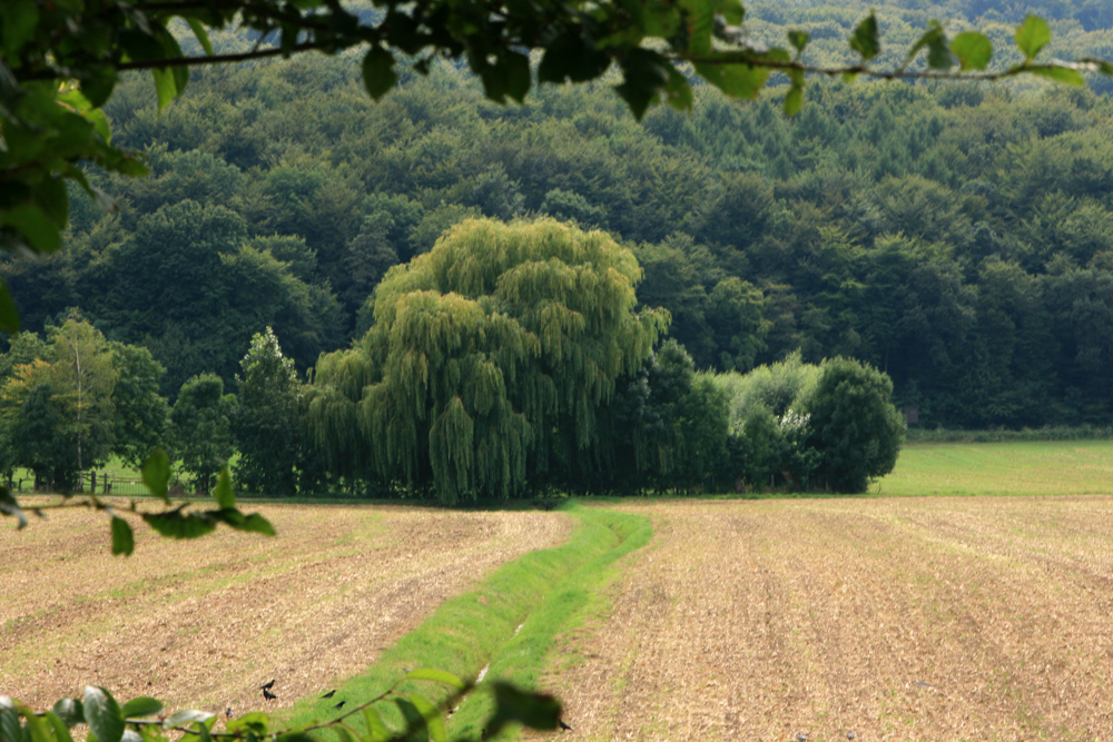 Die Weide nach der Ernte