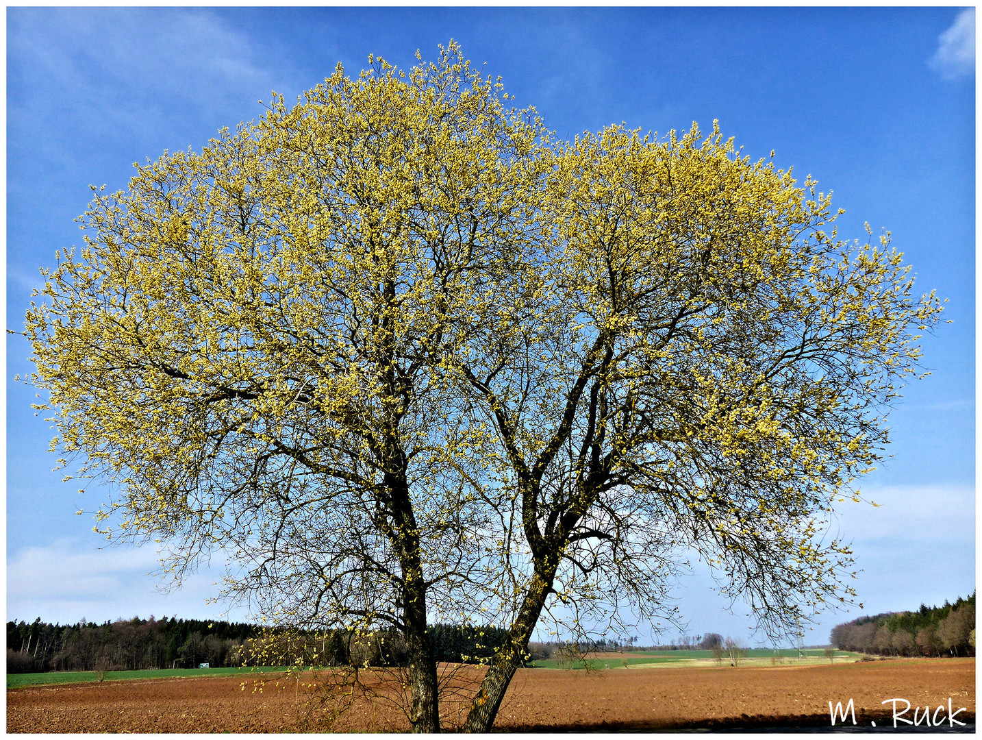 Die Weide steht in voller Blüte  !