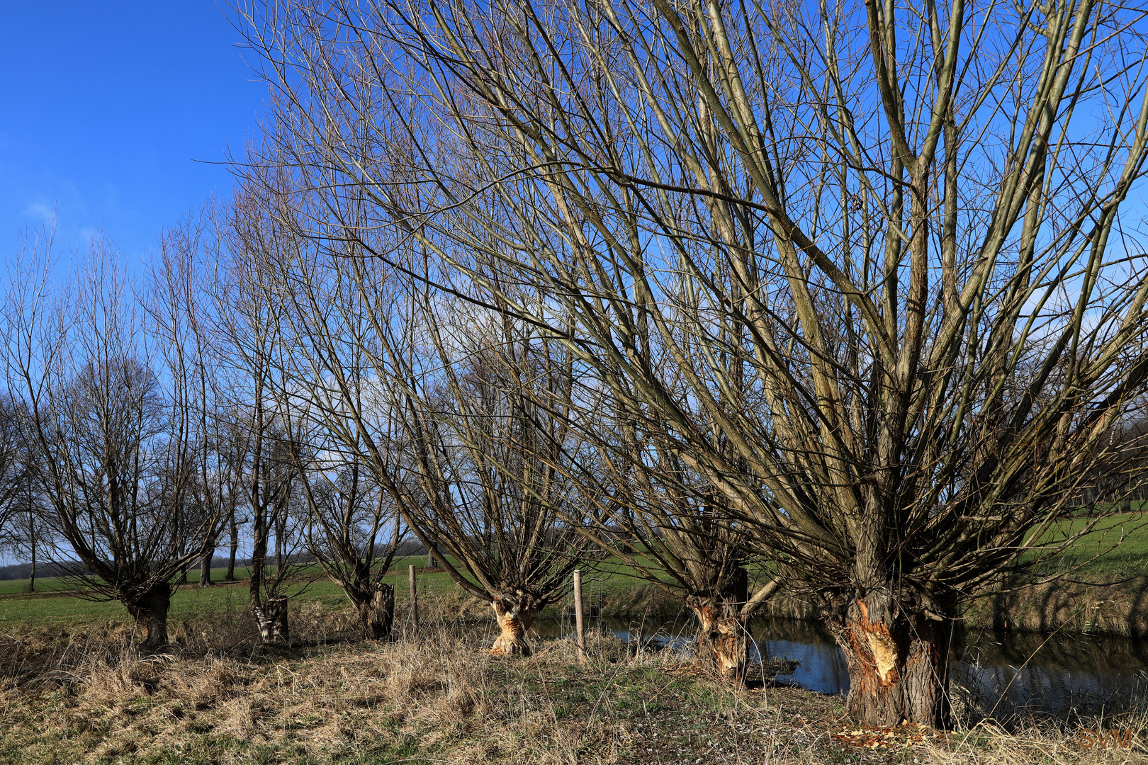 Die Weiden am "Löbauer Wasser"