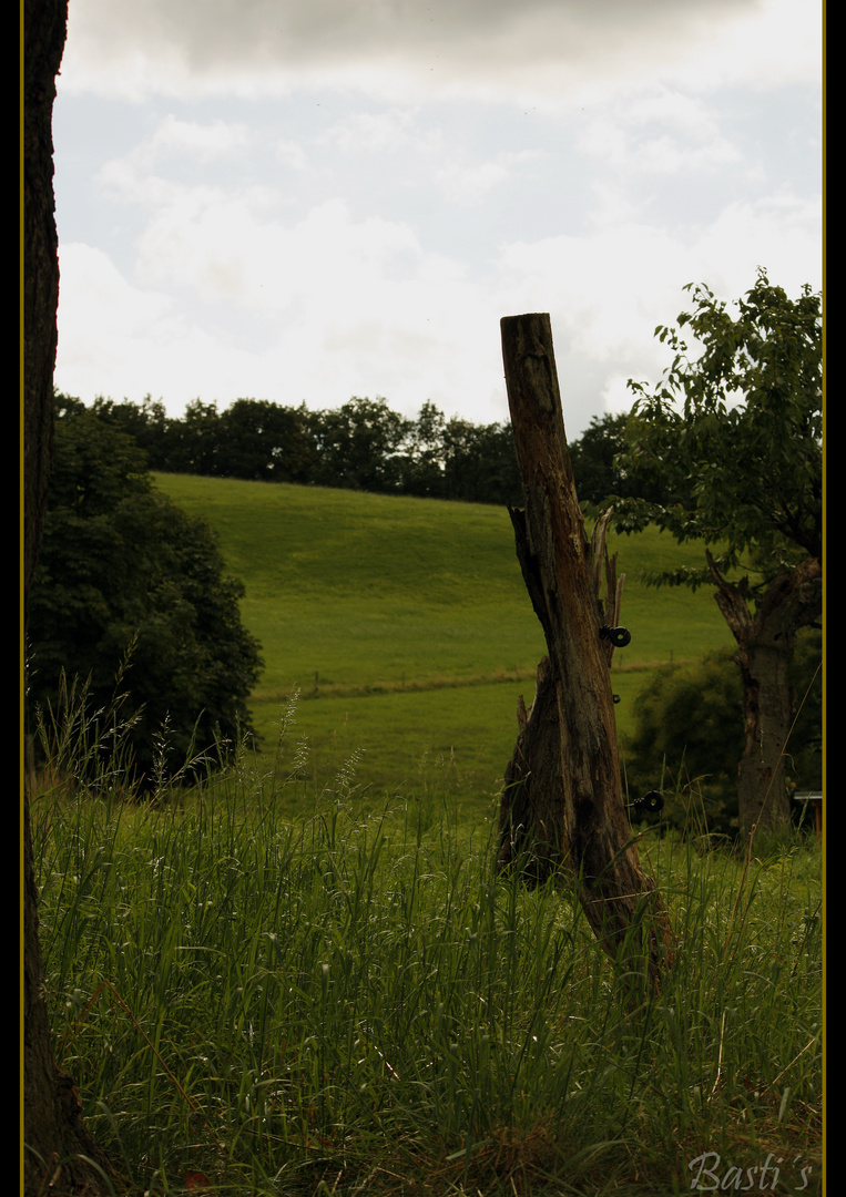 Die Weiden des Pferdehofes Hainsberg in Freital