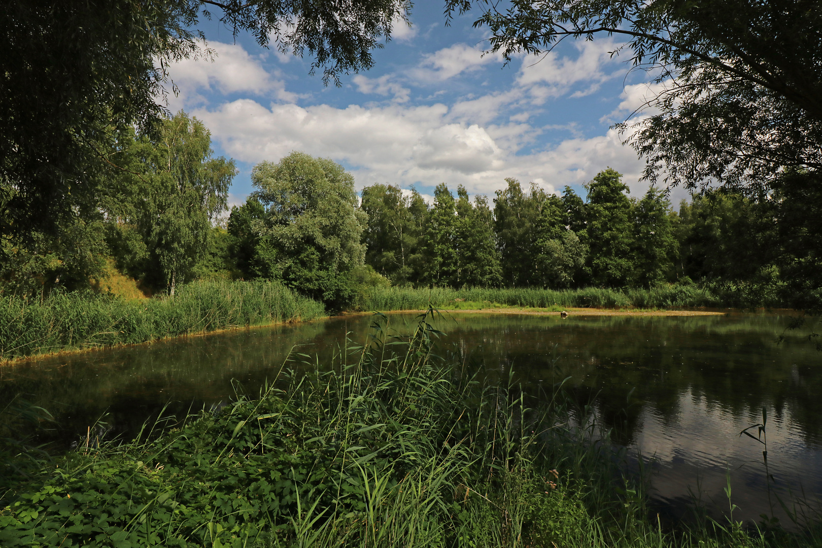 Die Weiden und das Schilf