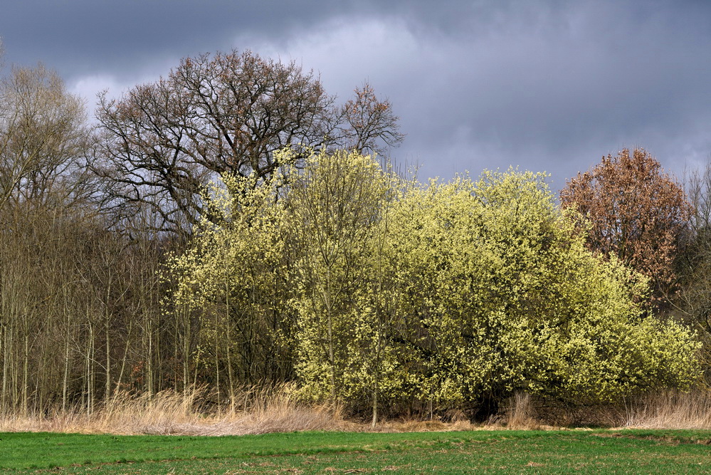 Die Weidenbäume blühen