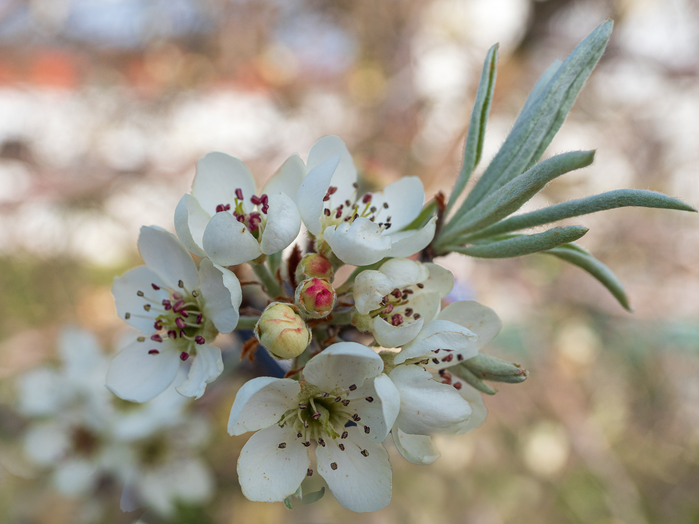 Die Weidenblättrige Birne (Pyrus salicifolia) Foto & Bild fotos