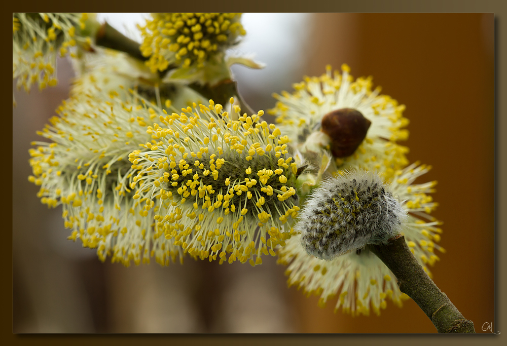 Die Weidenblüte