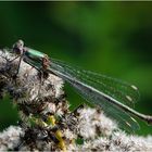 Die Weidenjungfer (Chalcolestes viridis) ruhte auf . . .