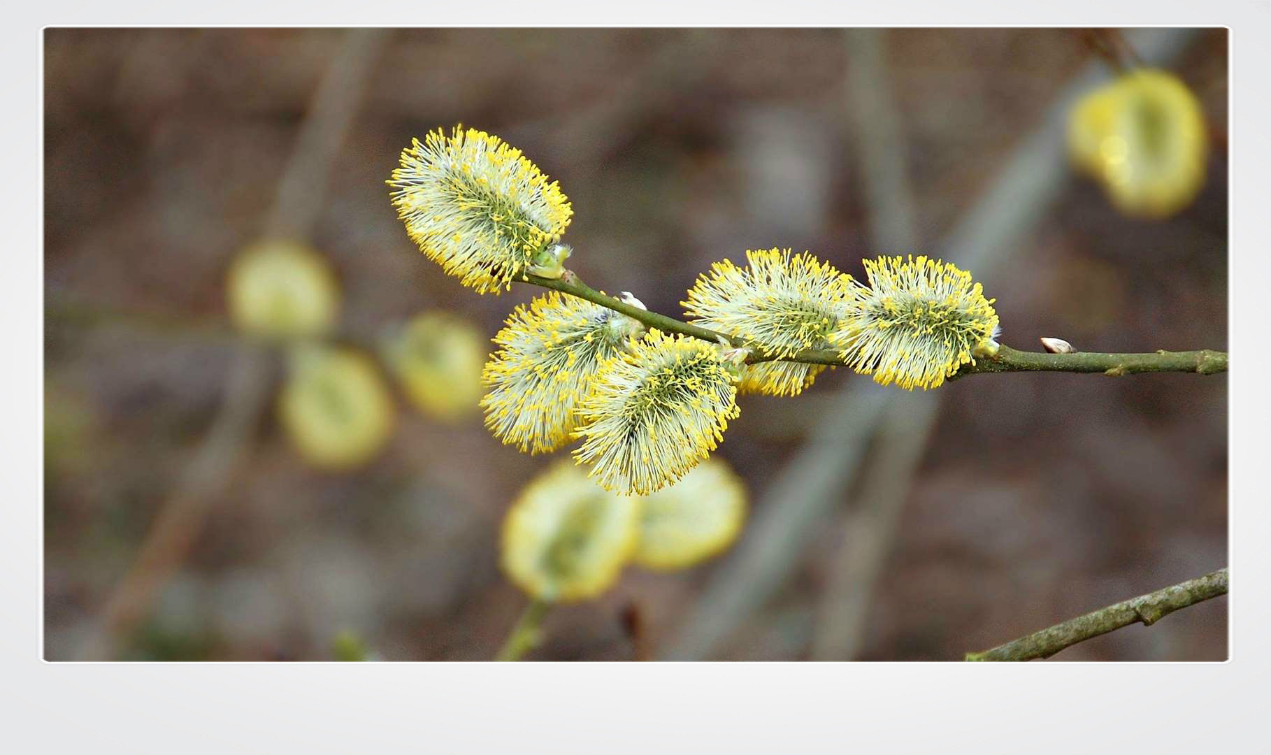 die Weidenkätzchen miauen schon - Frühling!