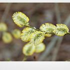 die Weidenkätzchen miauen schon - Frühling!