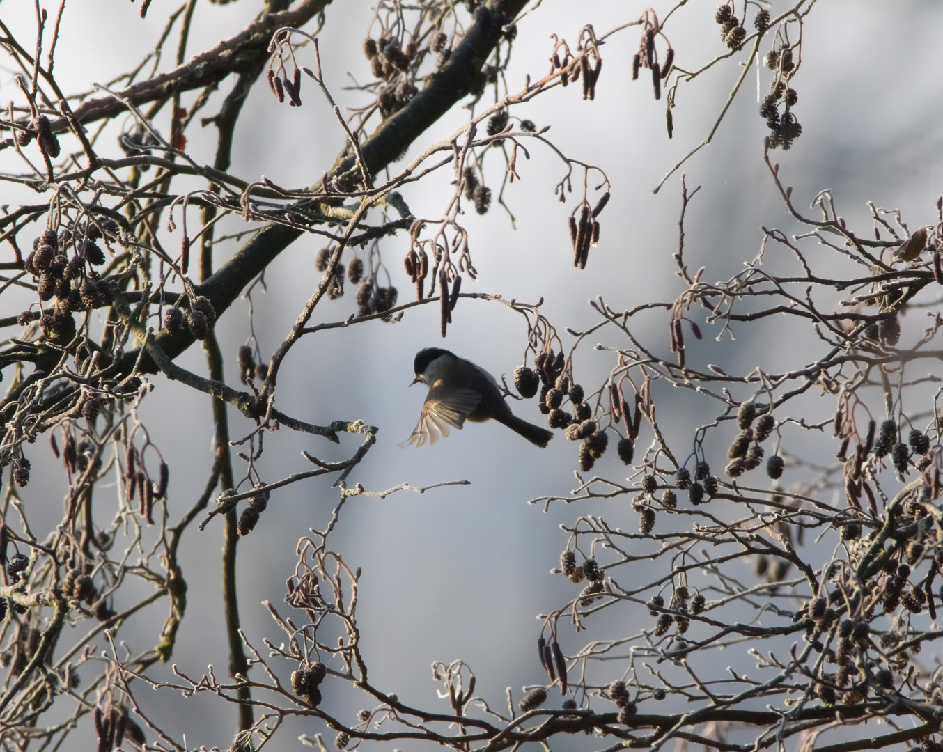 Die Weidenmeise im Winter