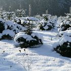 Die Weihnachtsbaum-Kinderstube