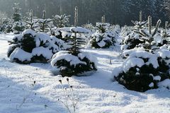 Die Weihnachtsbaum-Kinderstube