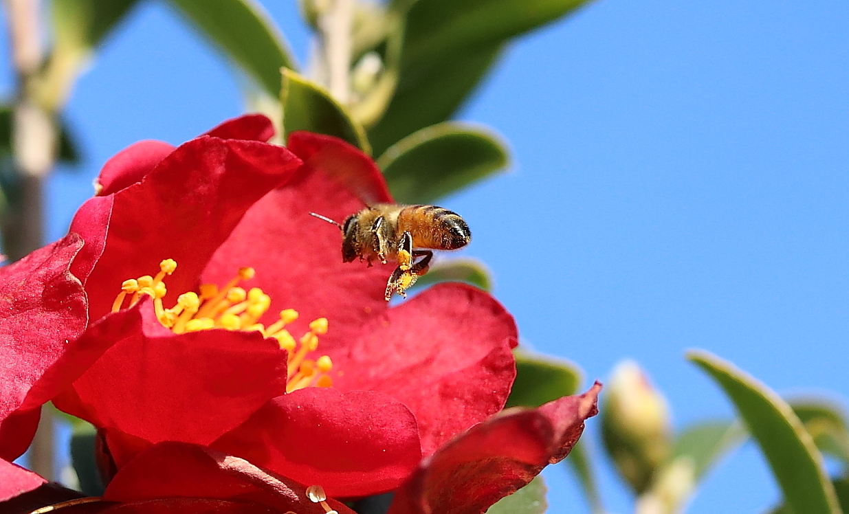 Die Weihnachtsbienen .....