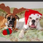 Die Weihnachtsboxer...