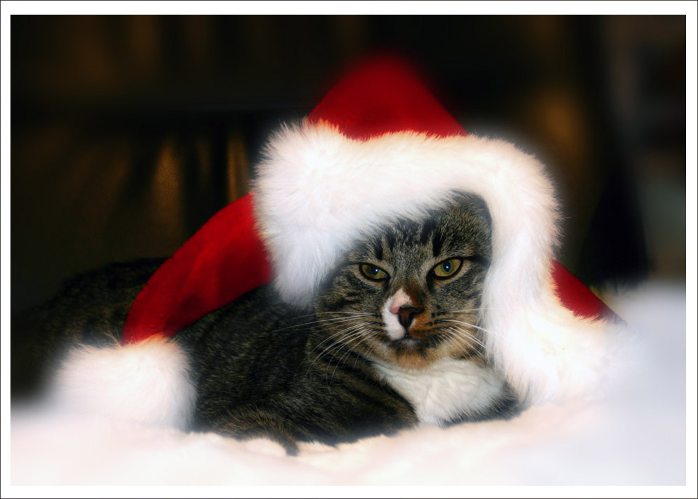 Die Weihnachtskatze 2 Foto & Bild | weihnachtsmärkte, gratulation und