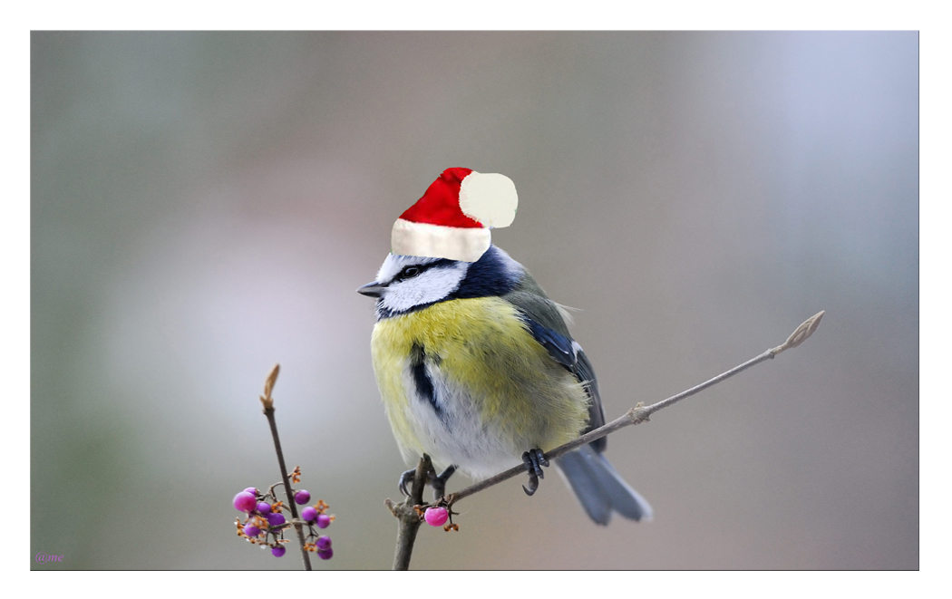 Die Weihnachtsmeise...