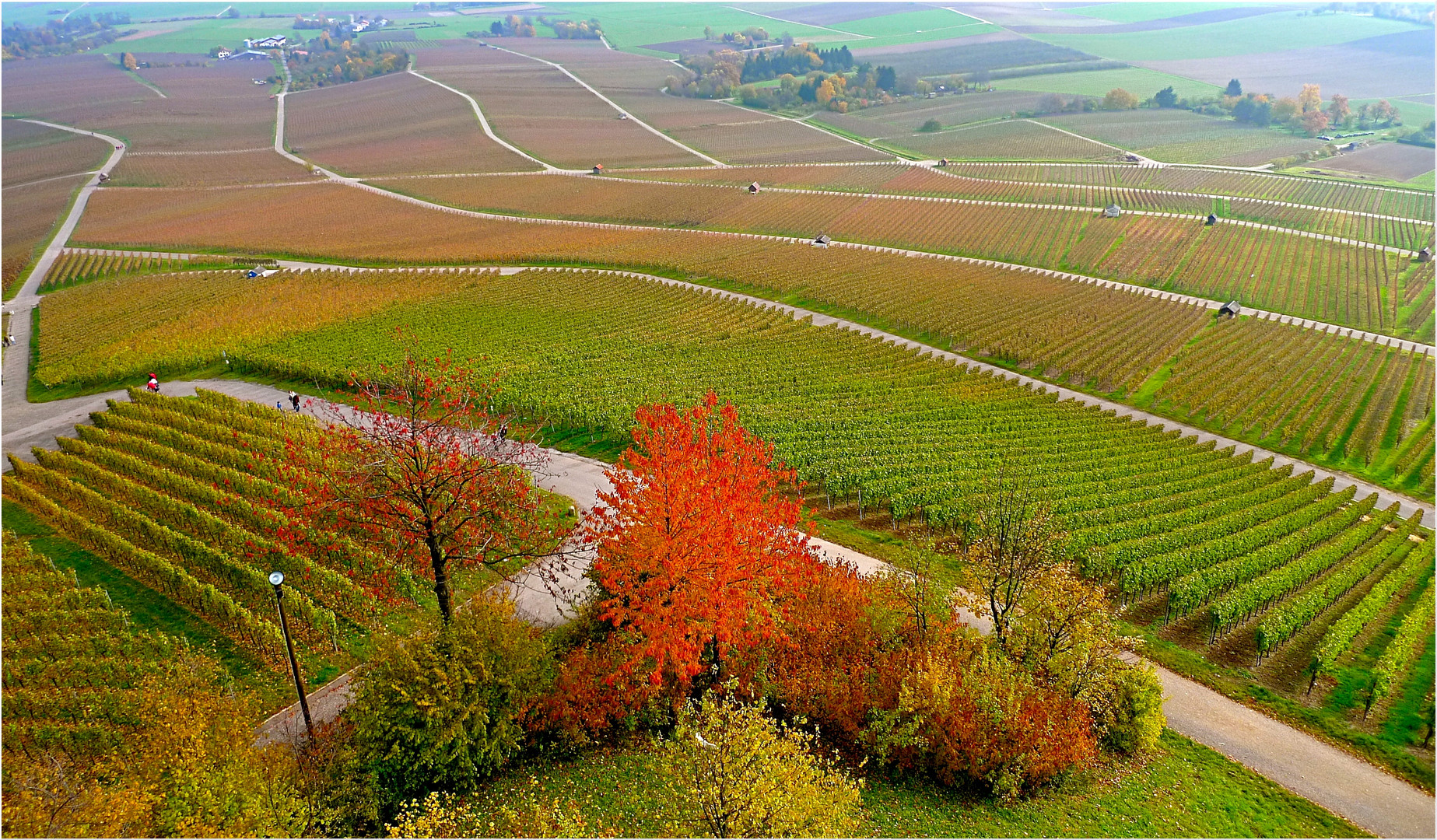 DIE WEINADERN