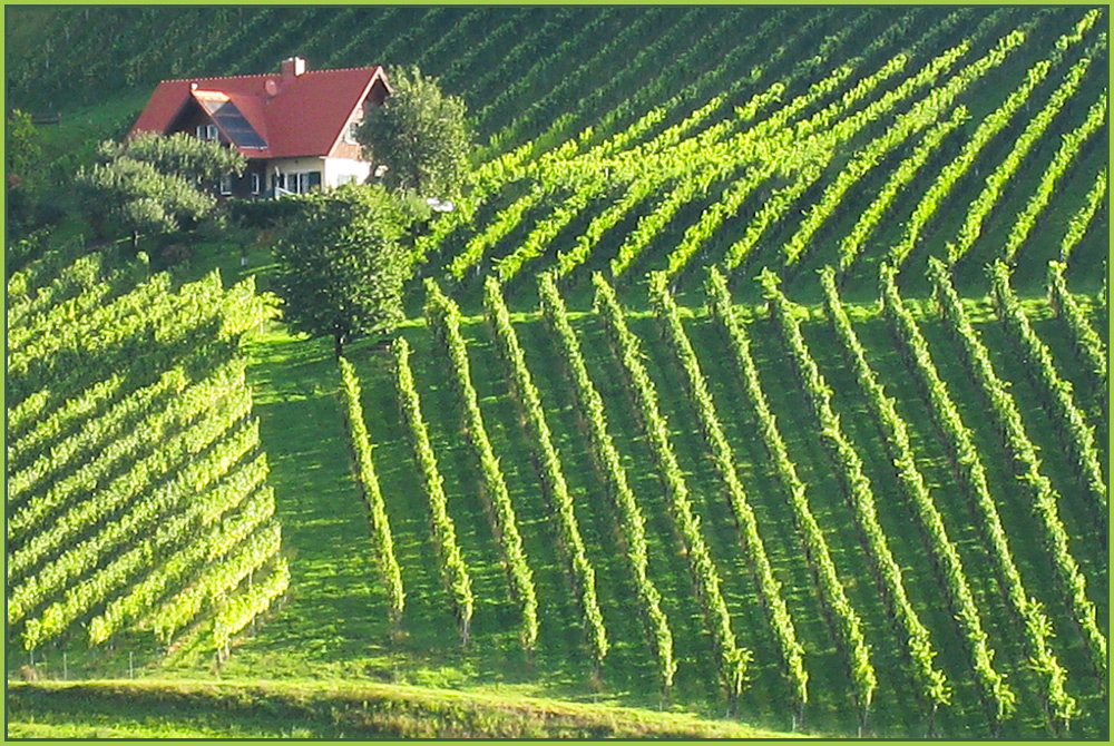 Die Weinbauern sind hier die Landschaftsarchitekten.