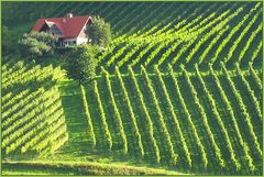 Die Weinbauern sind hier die Landschaftsarchitekten.