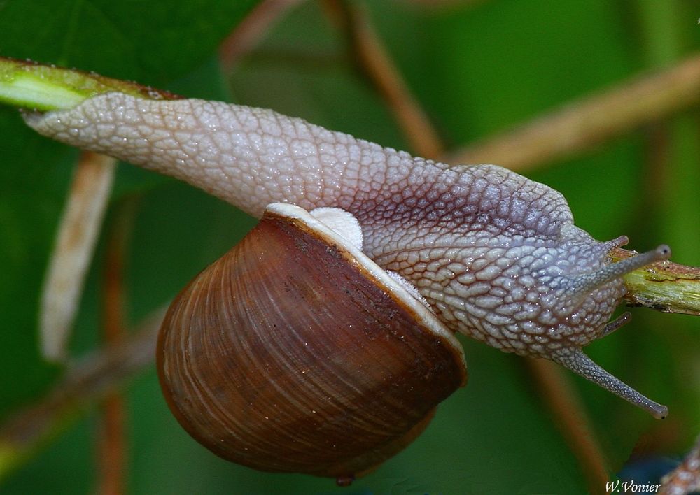 Die Weinbegschnecke läutet mit "riesen Schritten" den Frühling ein.