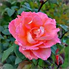 die „ Weinberg-Rose "