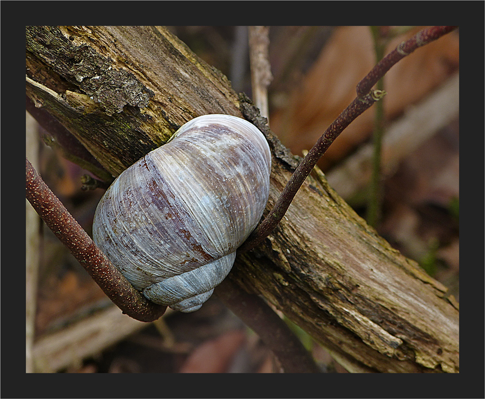 Die Weinberg - Schnecke