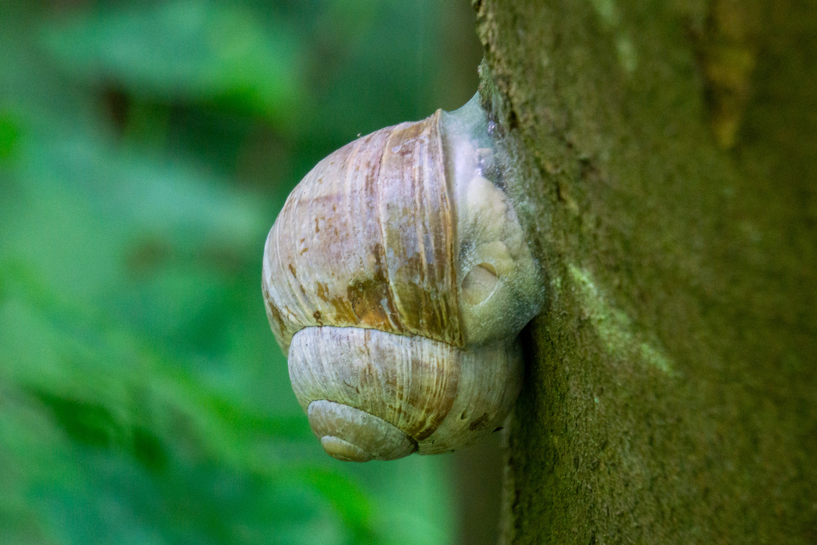 Die Weinbergchnecke....