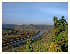 ... die Weinberge an der Saar ...# 002779_1