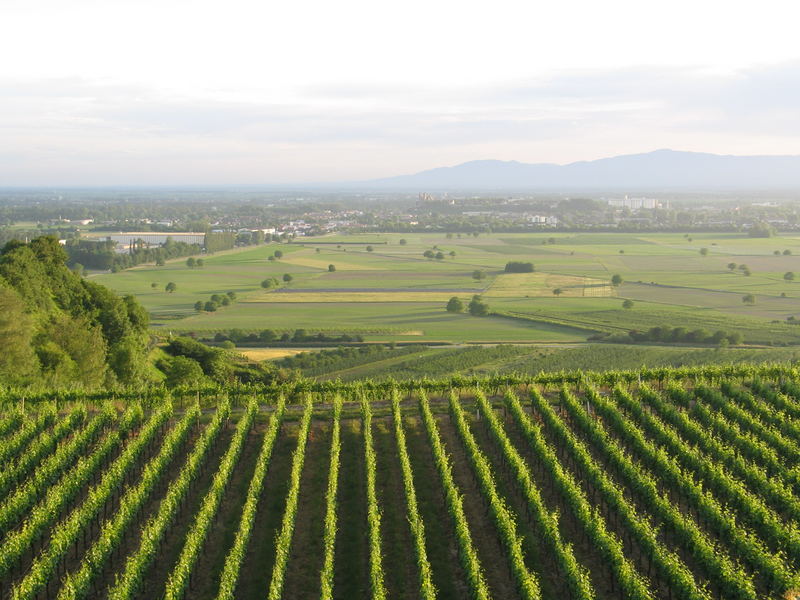 Die Weinberge der deutschen Toskana