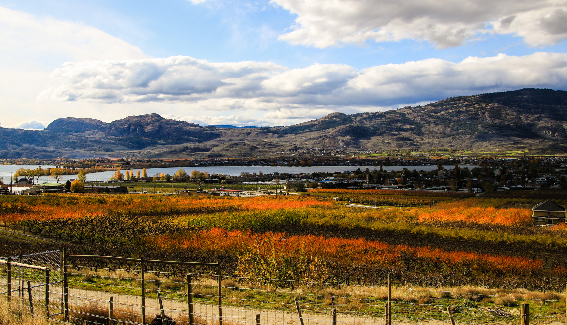 Die Weinberge im Okanagan Valley 