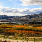 Die Weinberge im Okanagan Valley 