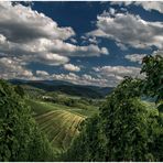 Die Weinberge im Schwarzwald.....