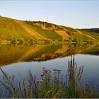 # die Weinberge im Spiegel